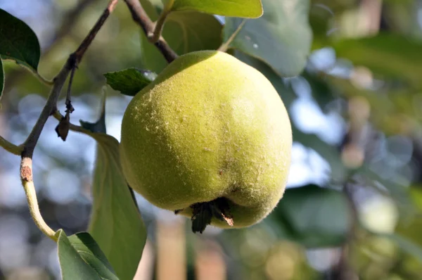 stock image The green fruit of the quince