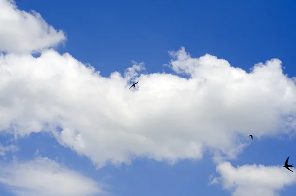 De hemel is blauw en zwaluwen — Stockfoto