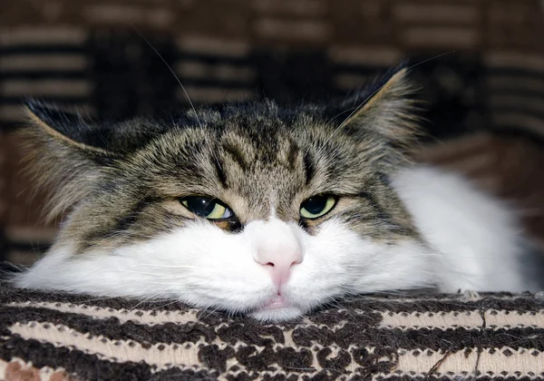 Porträt einer sibirischen Katze — Stockfoto