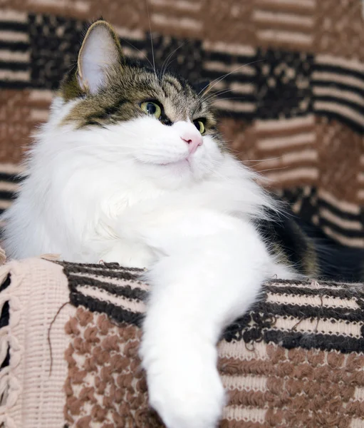 Porträt einer sibirischen Katze — Stockfoto