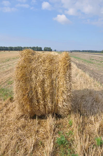 stock image Rolls of hay