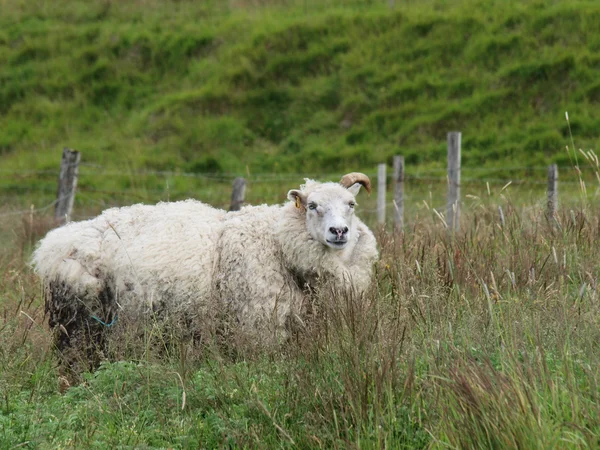 Овца на зеленом поле в Исландии — стоковое фото