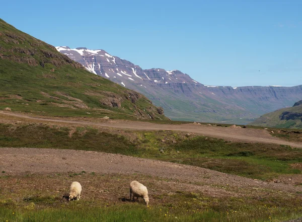 Zwei grasende Schafe — Stockfoto