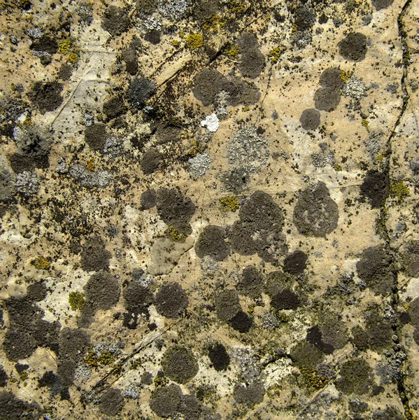 Flowering stone — Stock Photo, Image