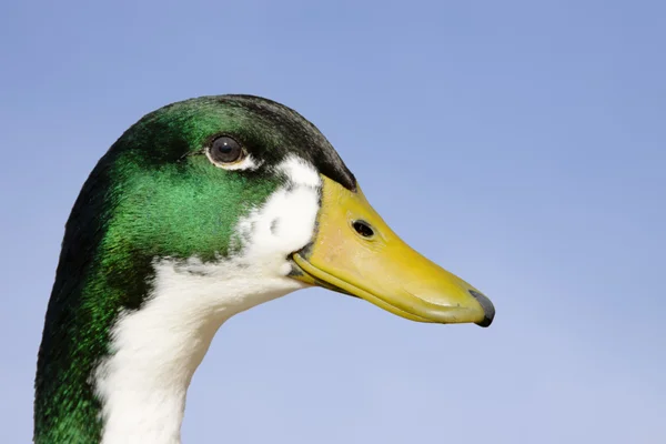 Inländische Ente grün und weiß gefleckt Kopf — Stockfoto