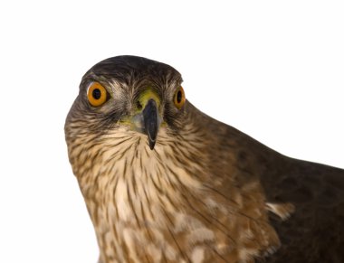 Sharp-shinned Hawk (Accipiter striatus) clipart