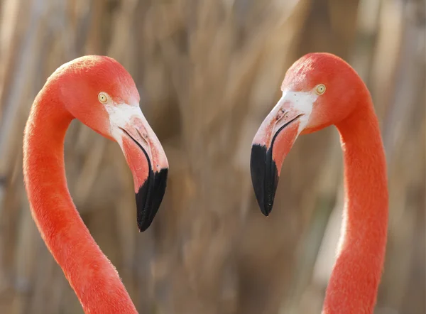 stock image Flamingos pair