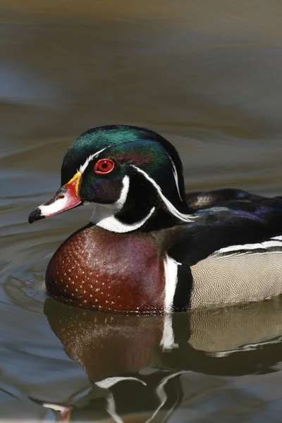 American Wood Duck (Aix sponsa) Male — Stock Photo, Image