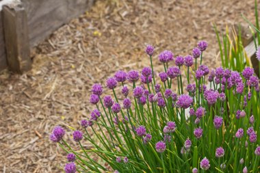 bahçede büyüyen taze chives