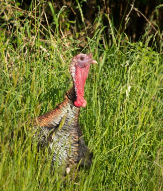 Turkey head poking out of grass clipart