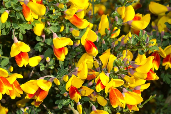 Kırmızı ve sarı çiçek açan süpürge — Stok fotoğraf