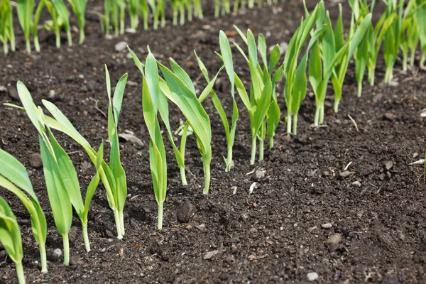 Row of young green plants growing — Stock Photo, Image