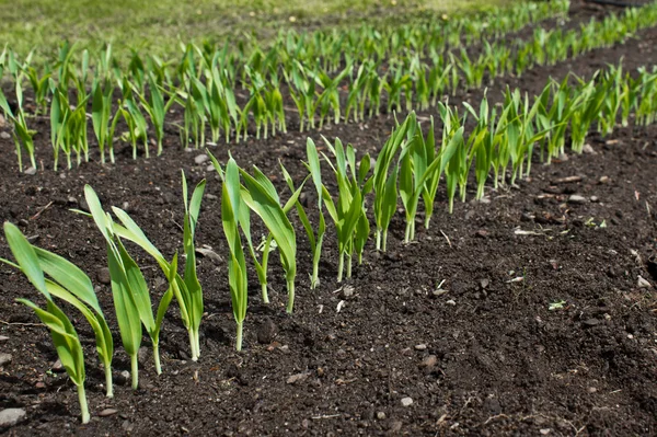 Row of young green plants growing — Stock Photo, Image