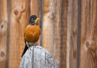 Orange Robin Bird Perched on Wood post clipart