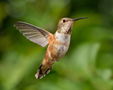 Hummingbird in flight clipart