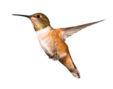 Beautiful Hummingbird in flight clipart