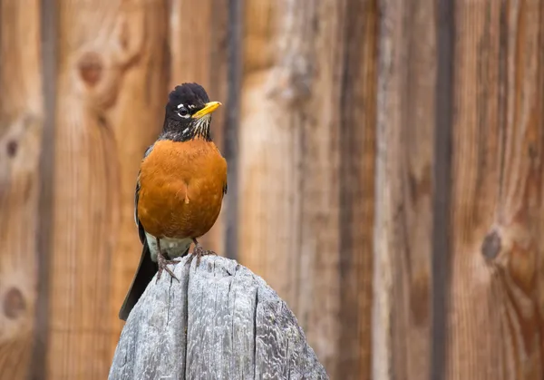 Laranja Robin Pássaro empoleirado em madeira post — Fotografia de Stock