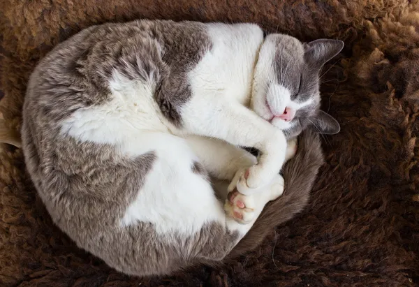 Söt katt som sover på ull — Stockfoto