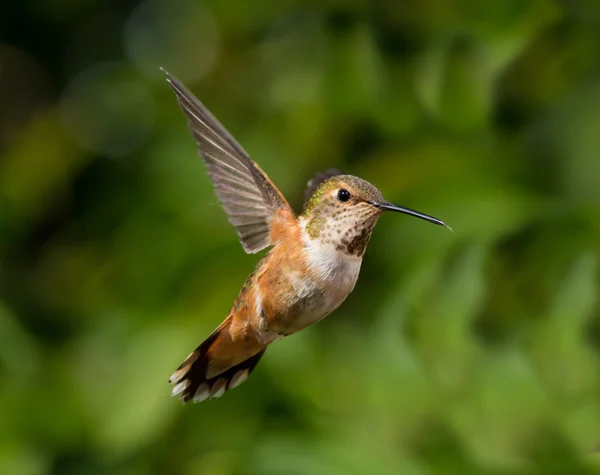Hummingbird in flight — 图库照片