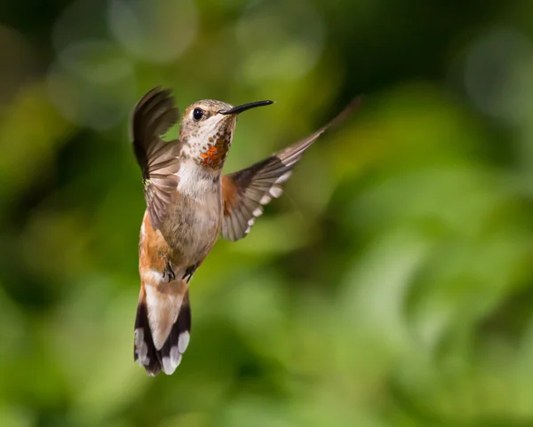 Colibri en vol — Photo