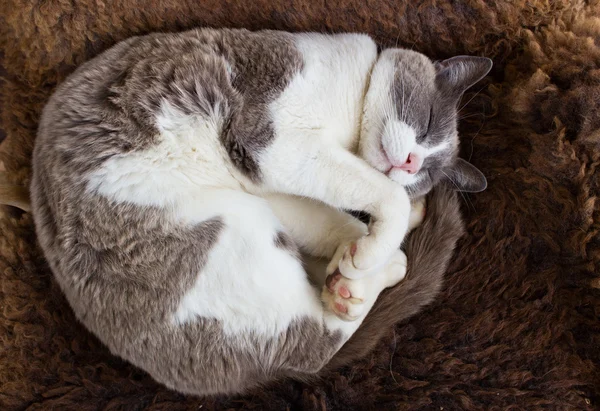 Милая кошка спит на шерсти Лицензионные Стоковые Фото