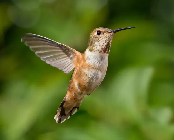 Hummingbird in volo Immagini Stock Royalty Free