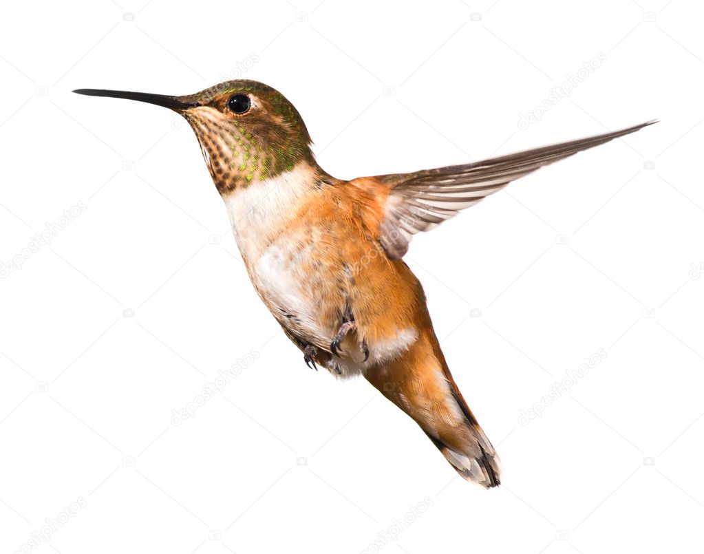 Beautiful Hummingbird in flight