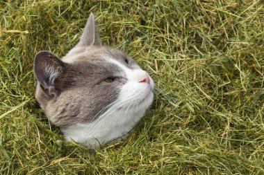 Cute Cat looking out of pile of grass clipart