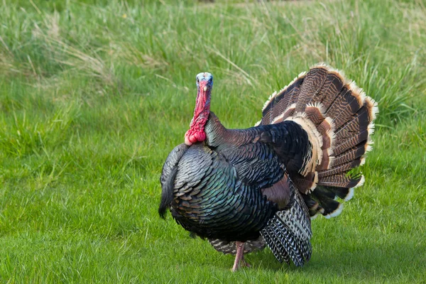 Turkey Tom — Stock Photo, Image