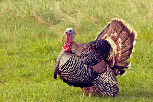 Turkey Tom — Stock Photo, Image