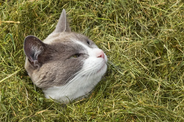 stock image Cute Cat looking out of pile of grass