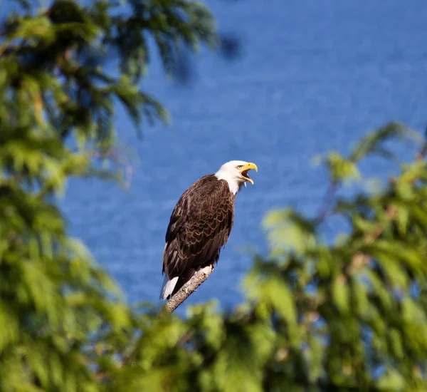 Águila calva encaramada — Foto de Stock