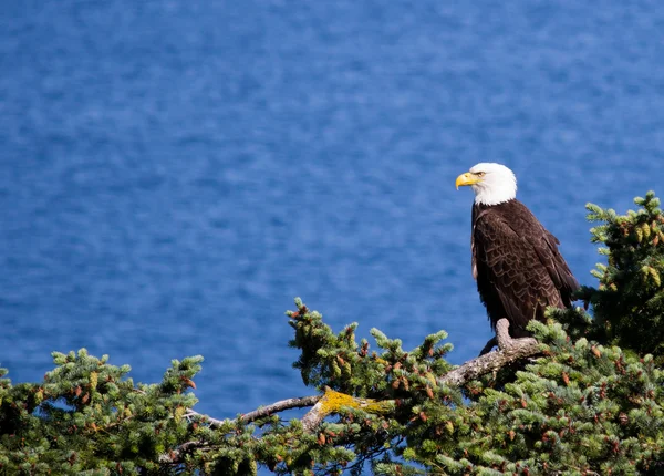 Perched Bald Eagle — Stock Photo, Image