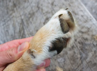 köpek pençe teftiş