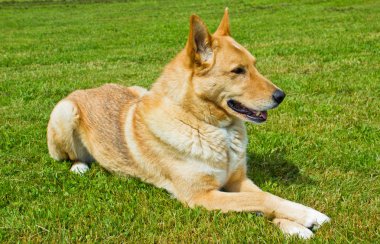 sevimli köpek çimlere bırakmasını