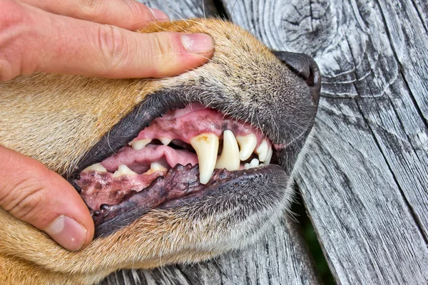 Переглядаючи собака зубів — стокове фото