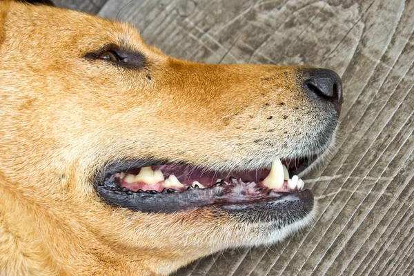 Επιθεωρούν τα δόντια του σκυλιού — Φωτογραφία Αρχείου