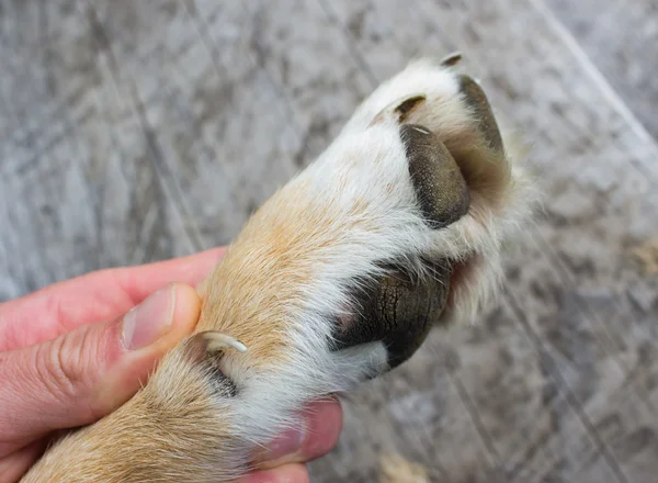 stock image Inspecting Dog paw