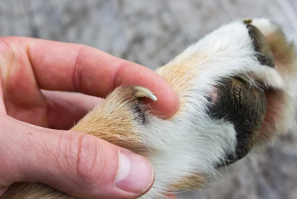 犬の足の検査 — ストック写真