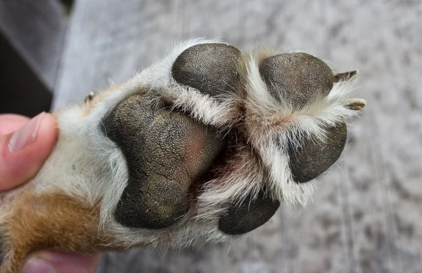 Επιθεώρηση σκυλί πόδι — Φωτογραφία Αρχείου