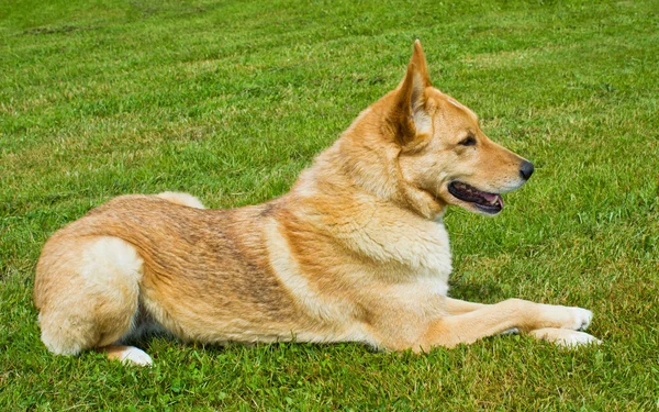 Niedlicher Hund legt sich auf Gras — Stockfoto