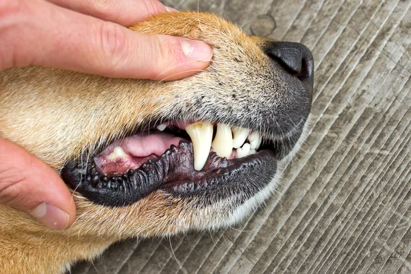 Inspeccionar dientes de perro Imagen De Stock