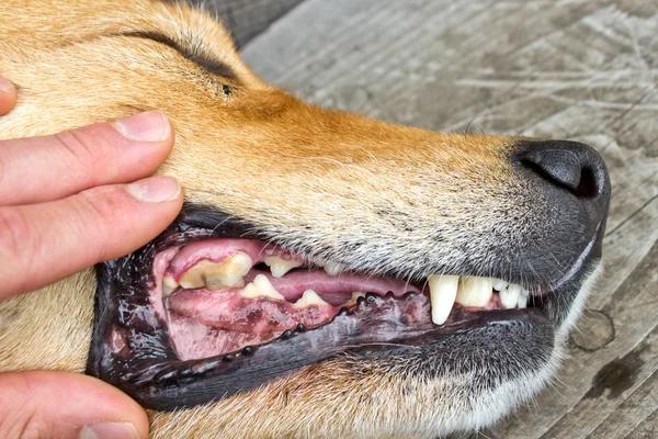 Inspectie van hond tanden Stockfoto
