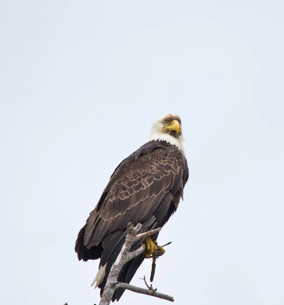 Aquila calva seduta sul vecchio ramo — Foto Stock