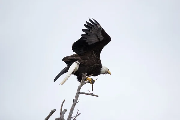 Bald Eagle sitting on old branch — Stock Photo, Image