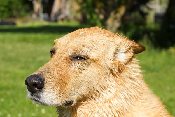 สุนัขน่ารักนั่งบนหญ้า — ภาพถ่ายสต็อก