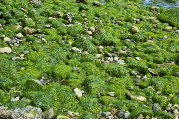 Спокойный морской пейзаж с покрытыми водорослями скалами Стоковое Изображение
