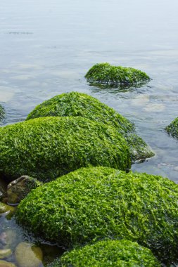 Sakin deniz manzarası ile yosun kaplı kaya