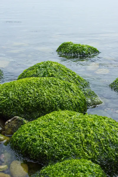 Paisaje marino tranquilo con algas cubiertas de rocas Imagen de archivo