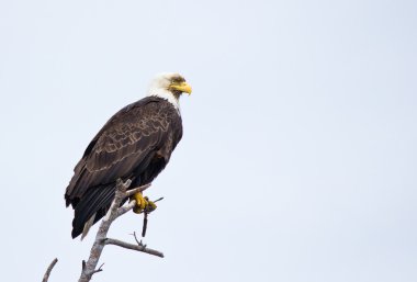 Bald Eagle sitting on old branch clipart